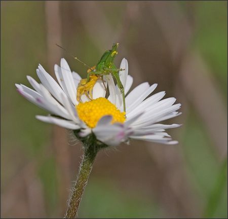 Torfou_araignee_sautereau_predation_saut_040411