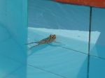 grenouille_dans_notre_piscine__7_