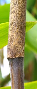 photo 50- Points noirs sur la gaine de chaume de Greslania rivularis