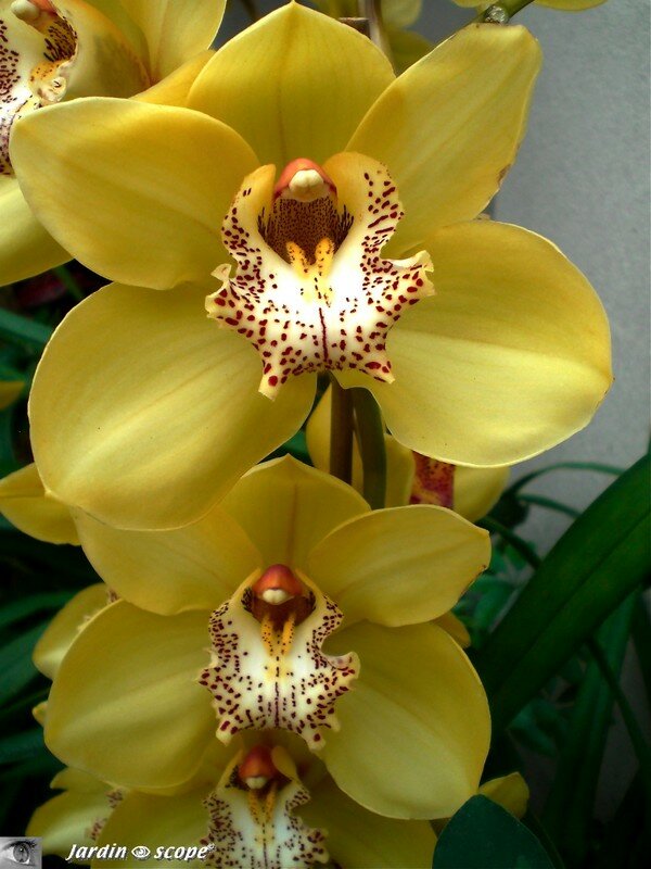 Expo d'Orchidées 2008 - Serre aux papillons du Parc Floral d'Orléans