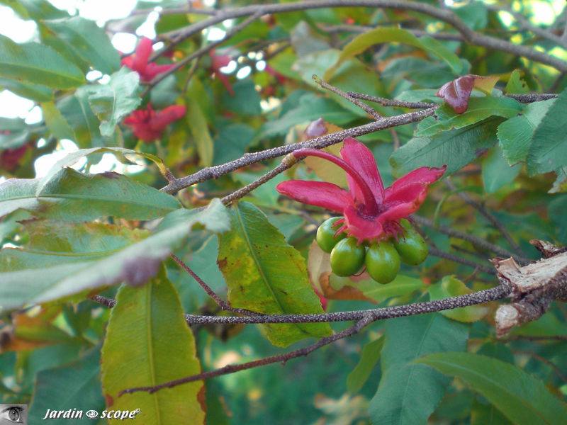 Fruit d' Ochna serrulata • Famille des Ochnaceae
