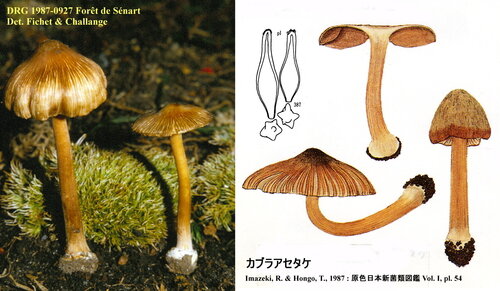 Inocybe_asterospora__montjpg