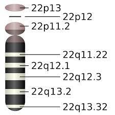Chromosome 22 humain — Wikipédia