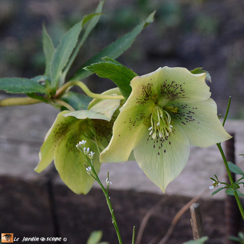 Helleborus orientalis Anemone White Spotted
