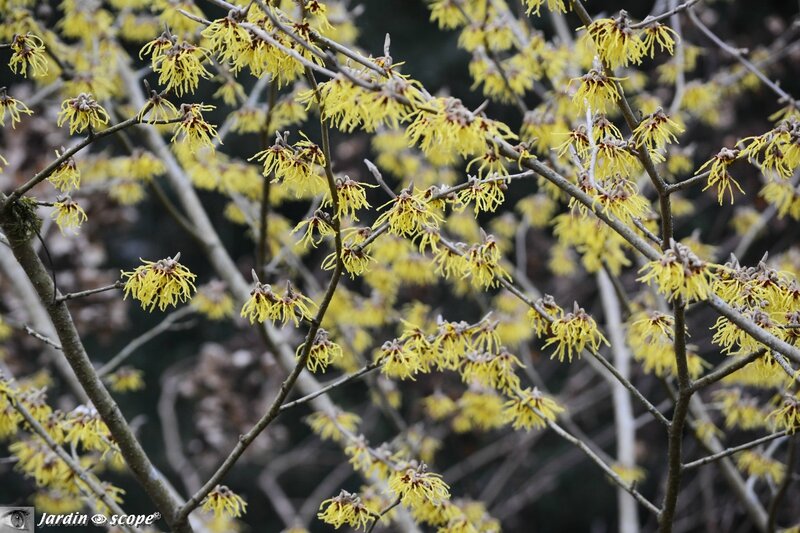 Hamamelis Mollis