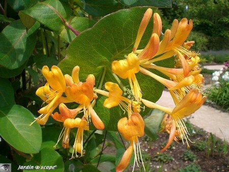 lonicera