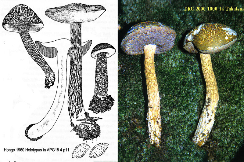 Austroboletus subvirens 2000 1006 14 (abc)