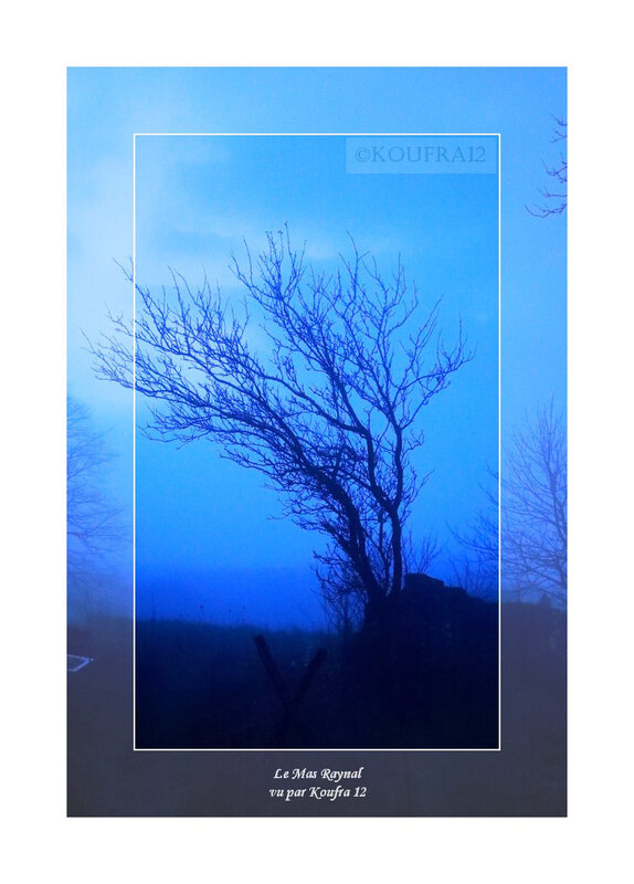 Photos JMP©Koufra 12 - Cornus - Mas Raynal - 01122019 - 0014