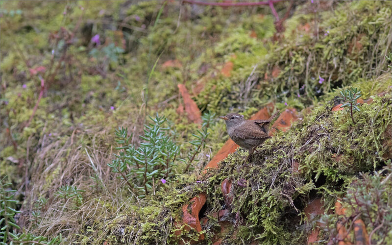 ville oiseau troglodyte pluie mousse 260518 ym 6