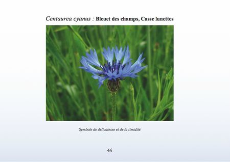 Centaurea-cyanus-Bleuet