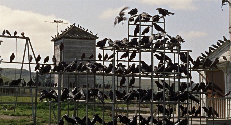 the birds