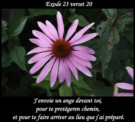 2009_08_03_Une_fleur_d_Echinacea_purpurea