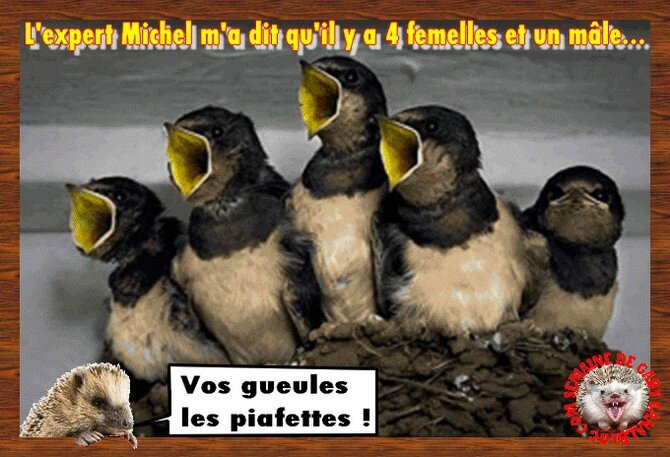 oiseaux