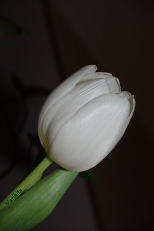tulipe2