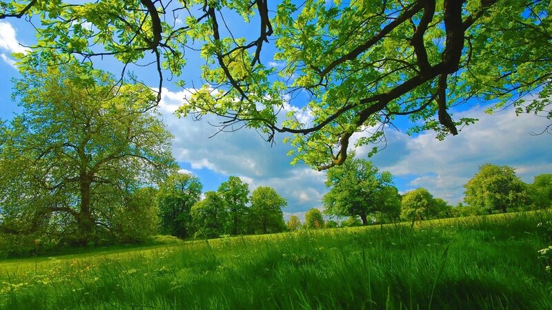 summer-grass-trees-green-branches-sky-natural-beauty-1920x1080