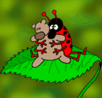 insectes_coccinelle_23