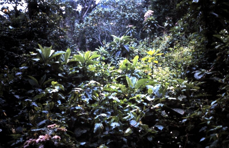 zaire foret gorilles i