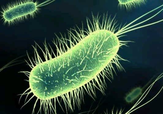 bacterie-1