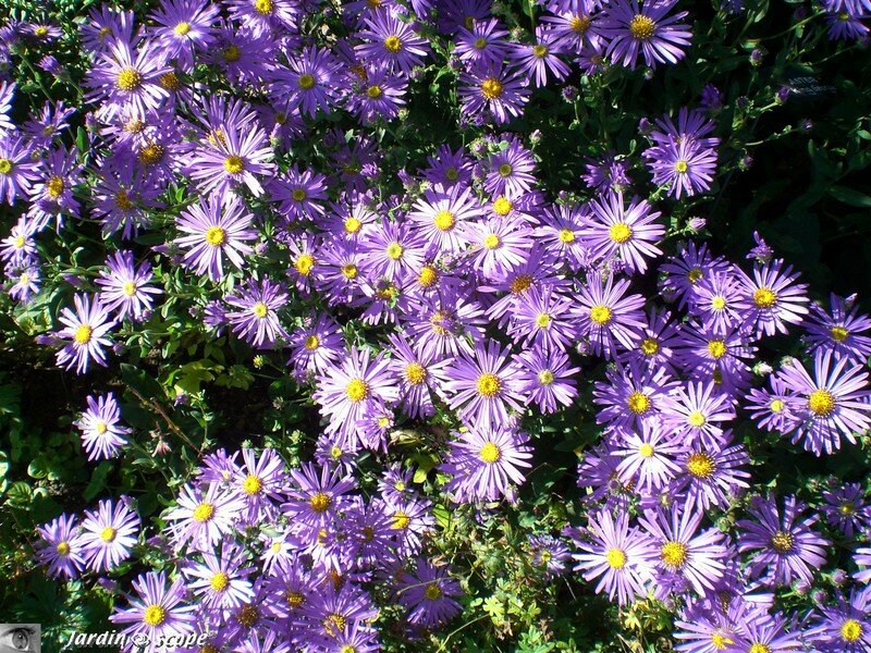 Des asters éclatantes