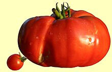 Tomate 2