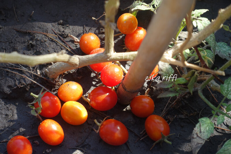 tomates cerises