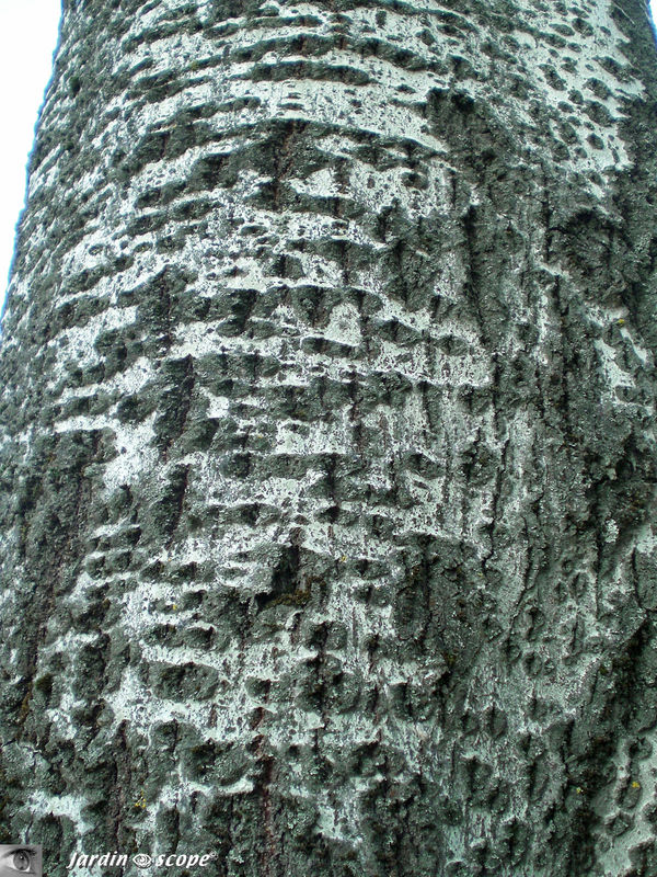 Peuplier blanc • Populus alba • F. des Salicaceae