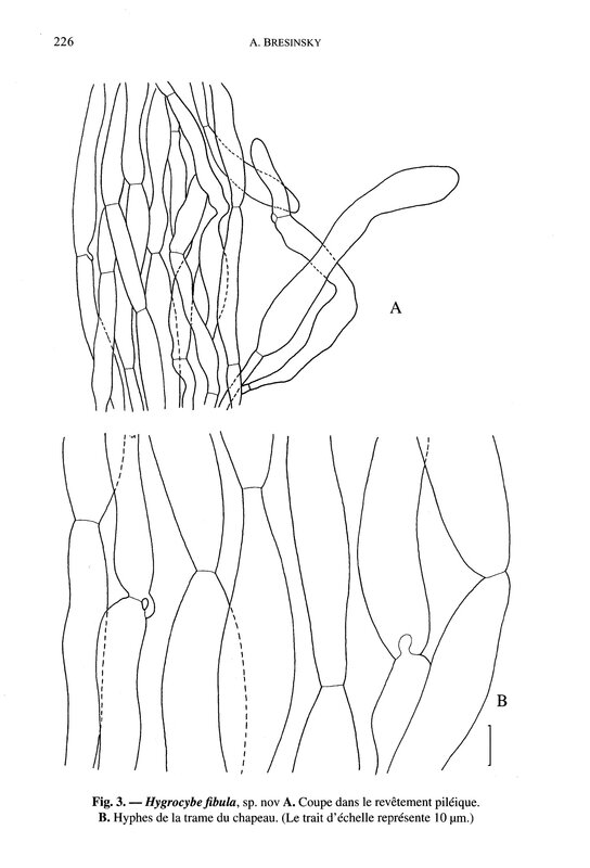 SMF116(3) Hygrocybe fibula p226