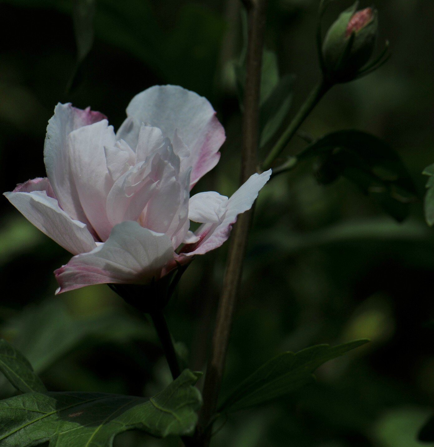 HD3_6546-1
