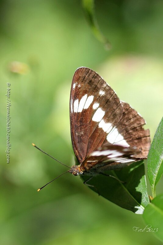 Limenitis camilla