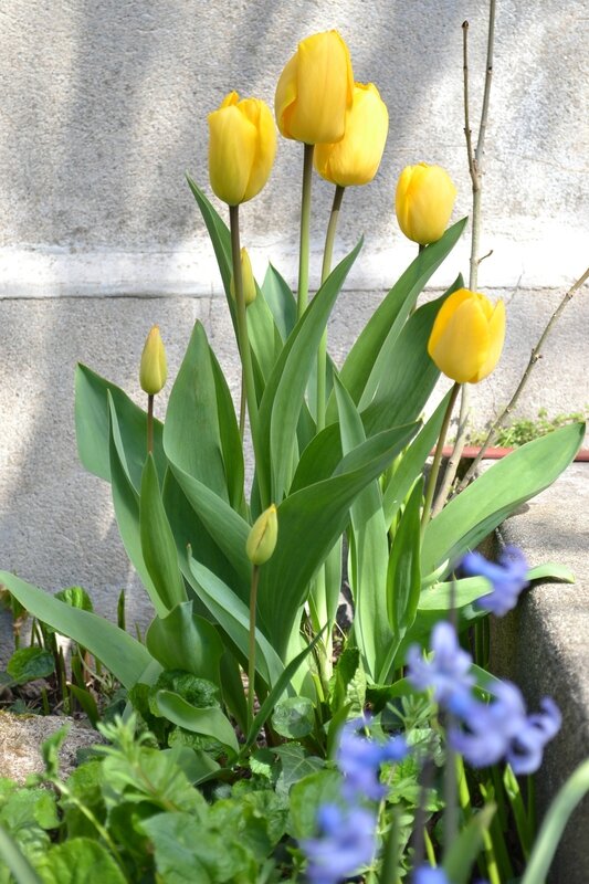 les bouquets de tulipes...