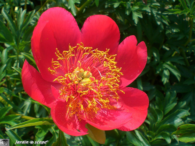 Pivoines • Pæonia suffruticosa rouge