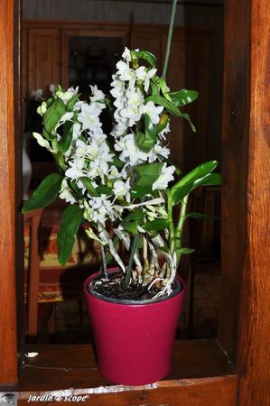 Cattleya