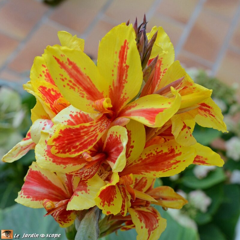 Canna-2