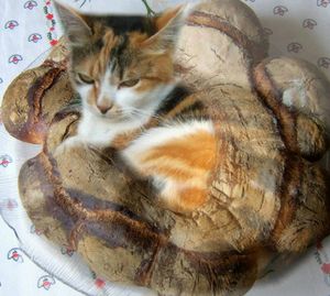 Chat-Couronne