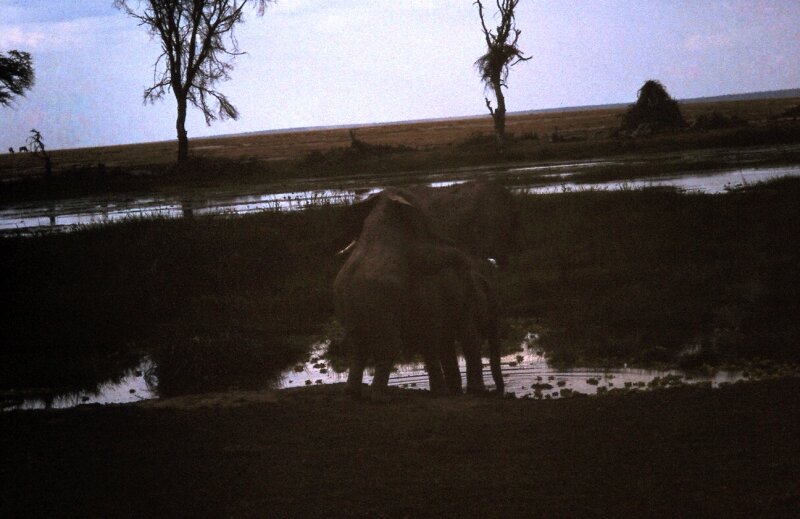 amboseli elephants troupeaux mm
