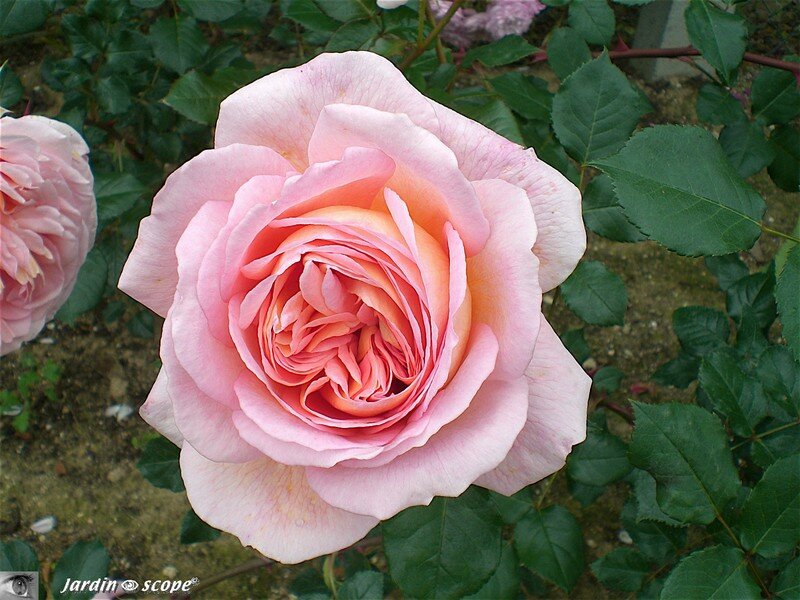 Abraham Darby