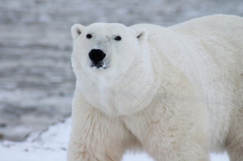 polar-bear_2