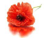11006834-red-poppy-flower-on-a-white-background-with-water-drops
