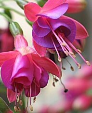 fuchsia