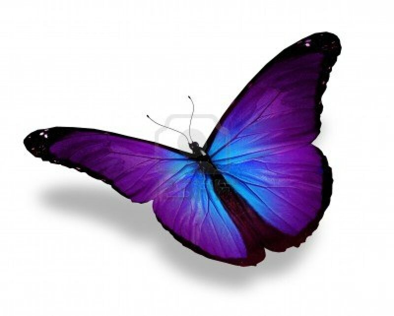 12676228-violet-papillon-isole-sur-blanc