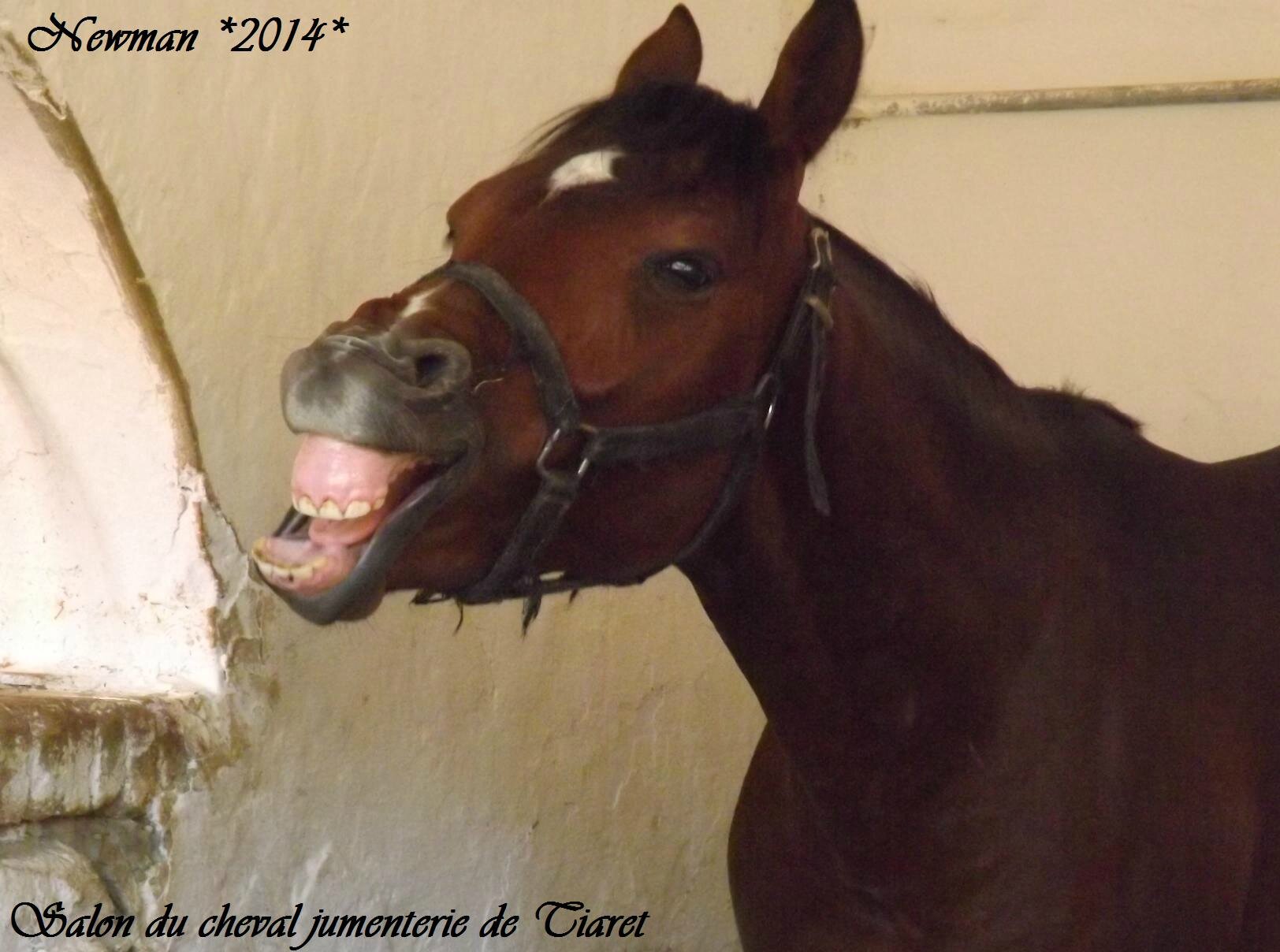 Le cheval qui montre ses dents Mes meilleures photos 2014.