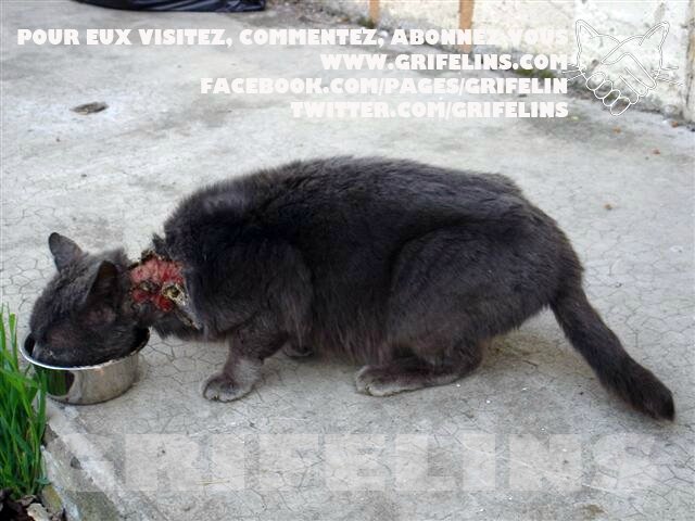 Ou steriliser son chat gratuitement