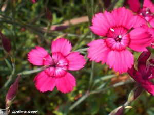 Oeillet_deltoide_3
