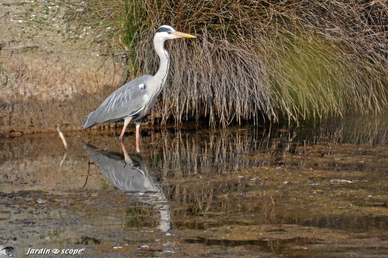 Parc ornithologique du Teich - Héron cendré