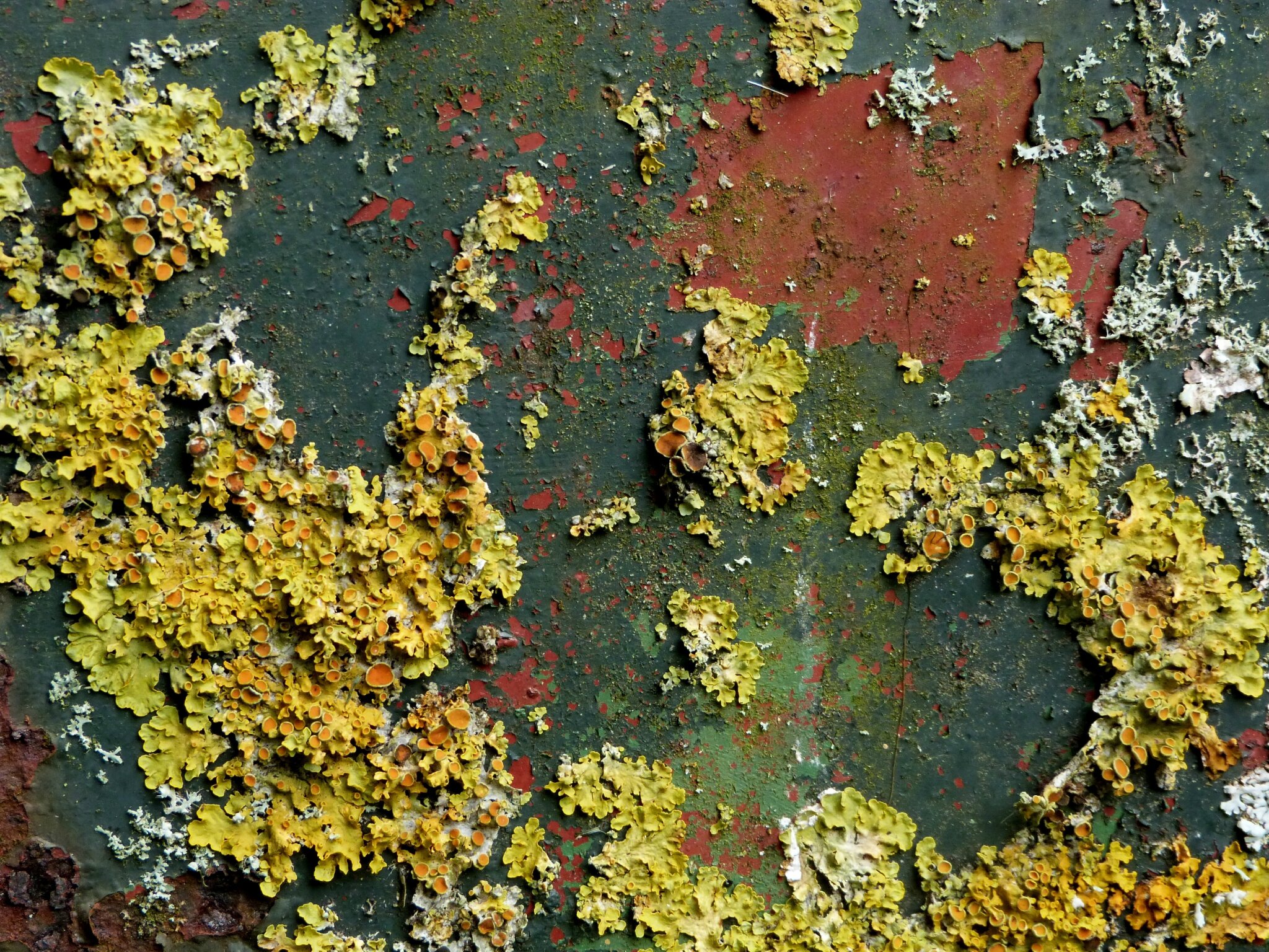 Couleur d'automne 5