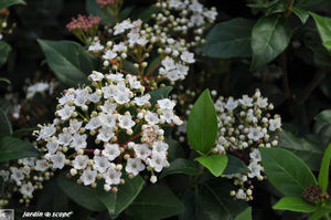 Laurier_Viburnum_Tinus