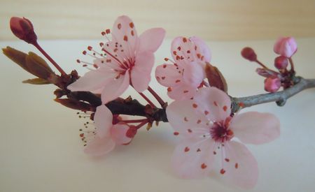 Prunus