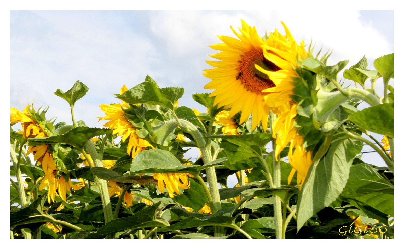 tournesol-1