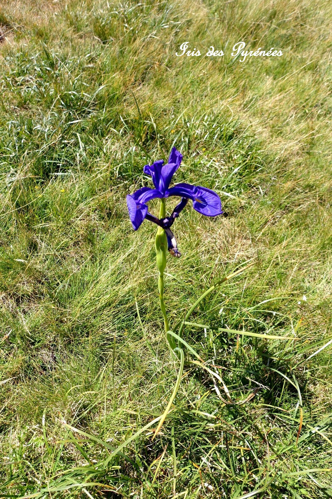 13-iris-01