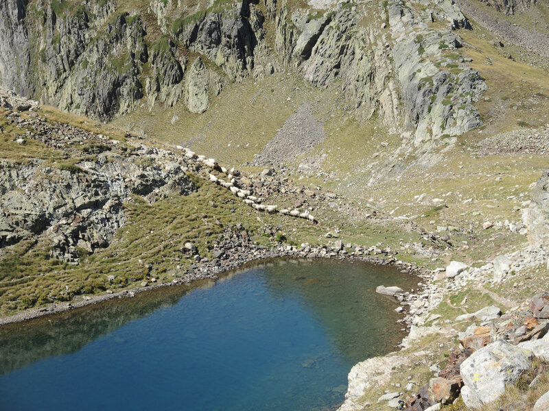 Lac d'Arrious, randonnée, l) lac d'Arrious et brebis (64)